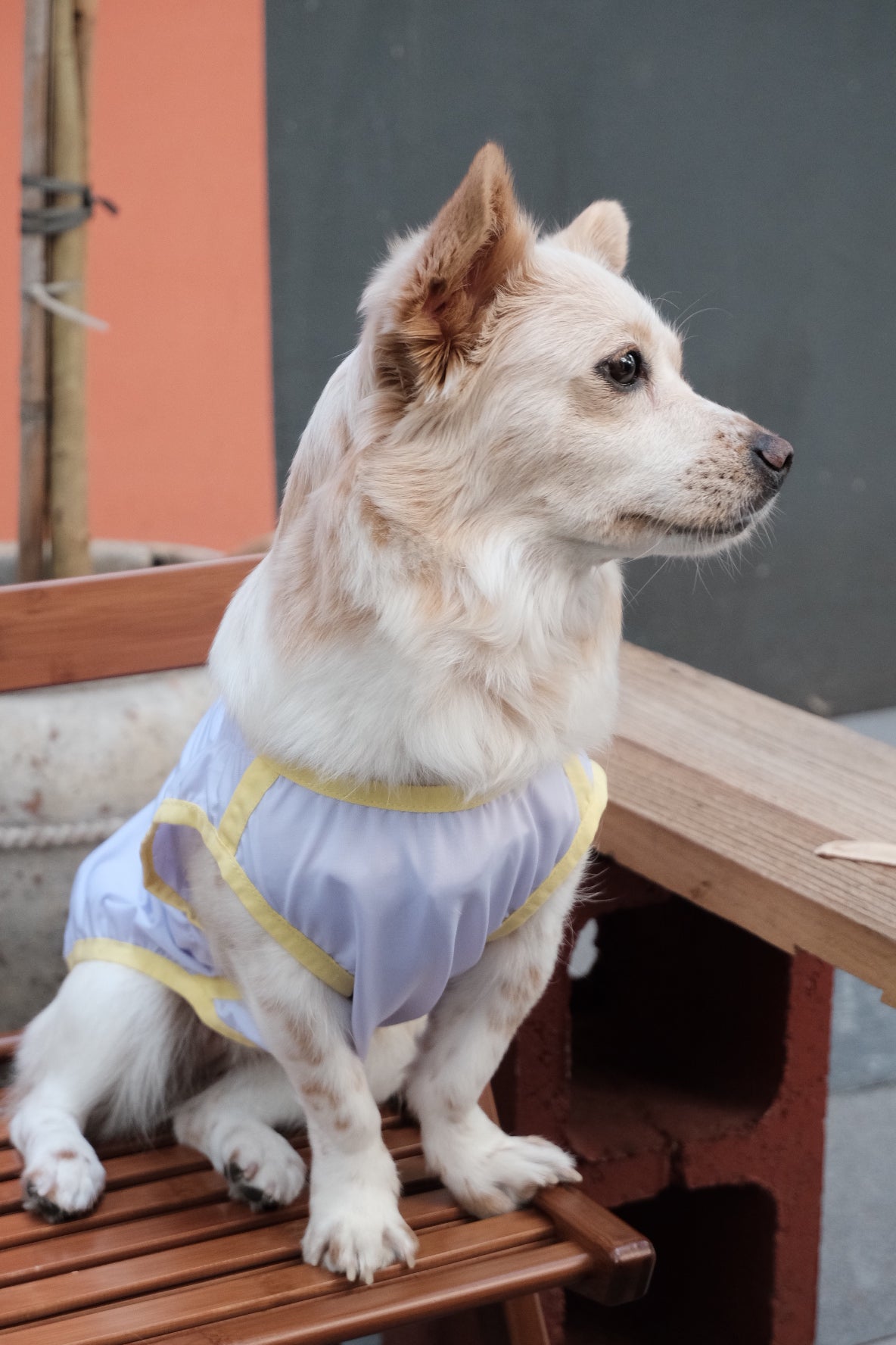 Fashionable Cooling Jacket for Dogs