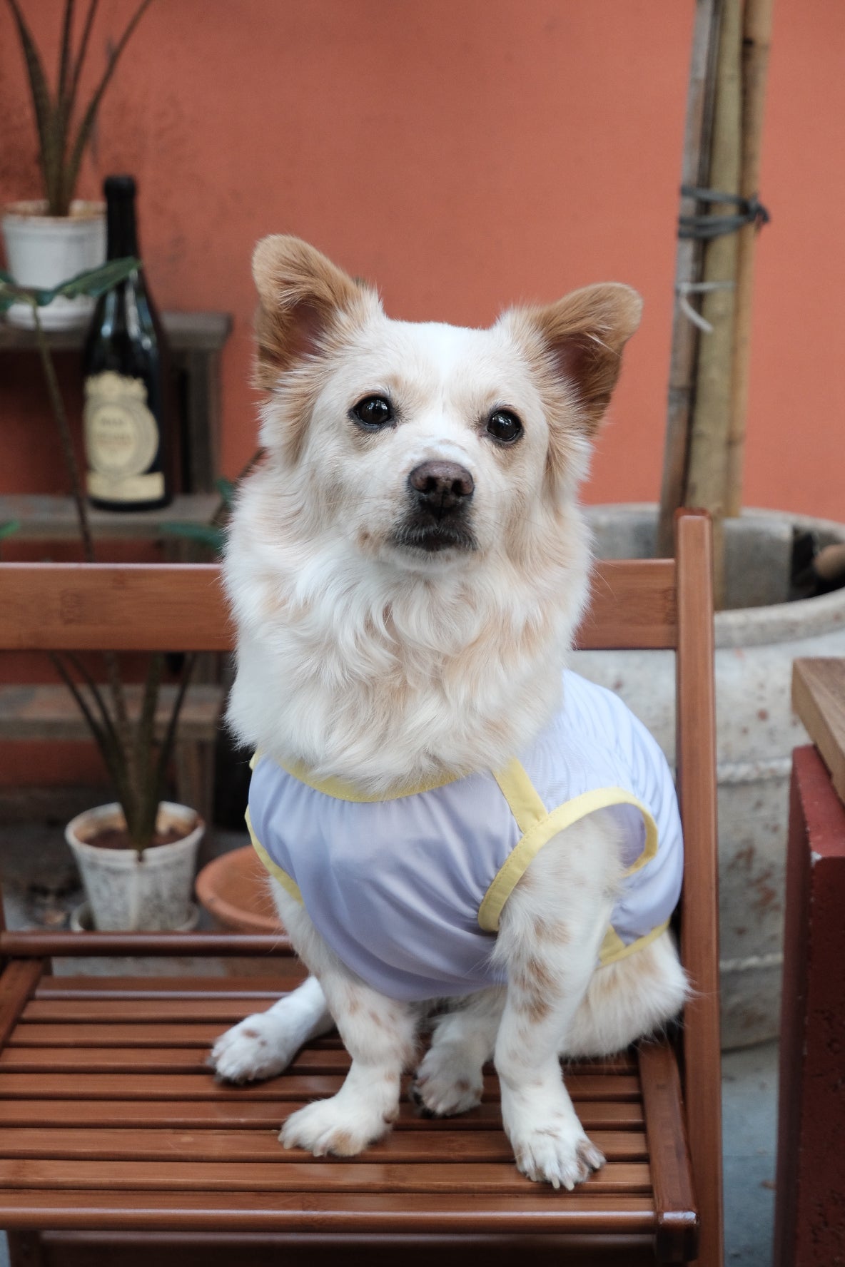 Fashionable Cooling Jacket for Dogs