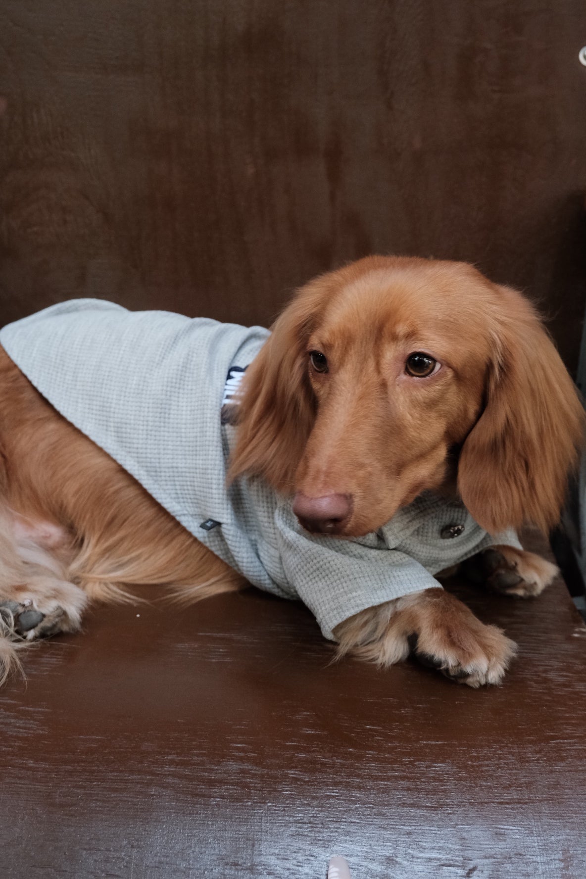 Breathable Dog Summer T-shirt