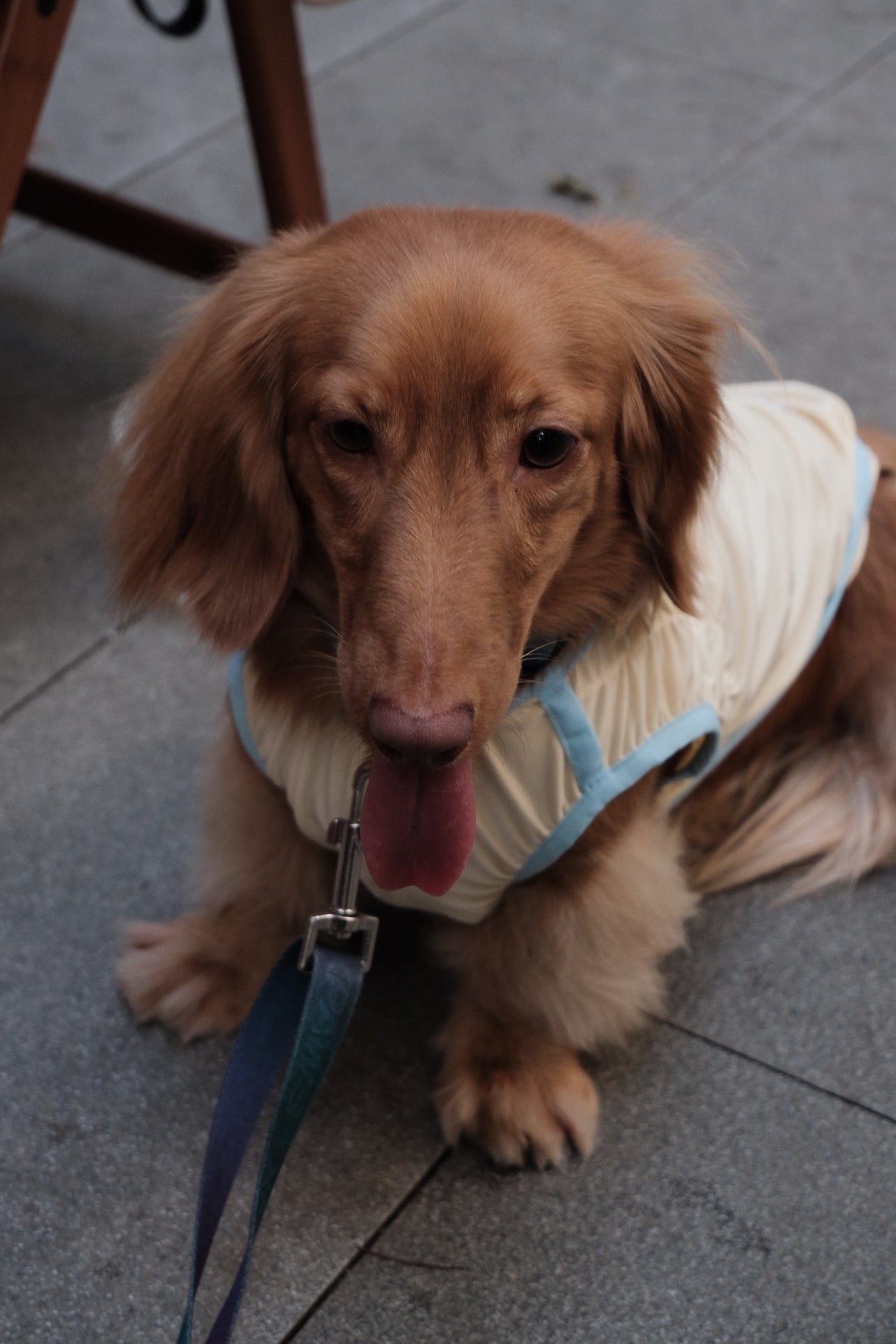 Fashionable Cooling Shirt for Dog