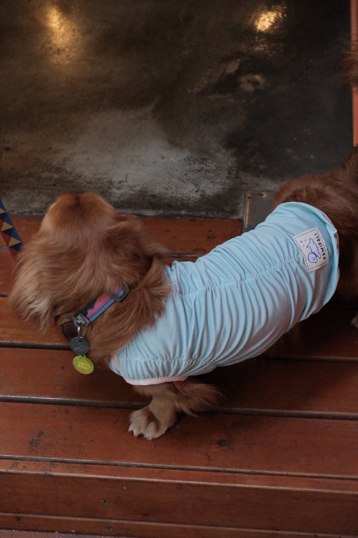 Fashionable Cooling Shirt for Dog