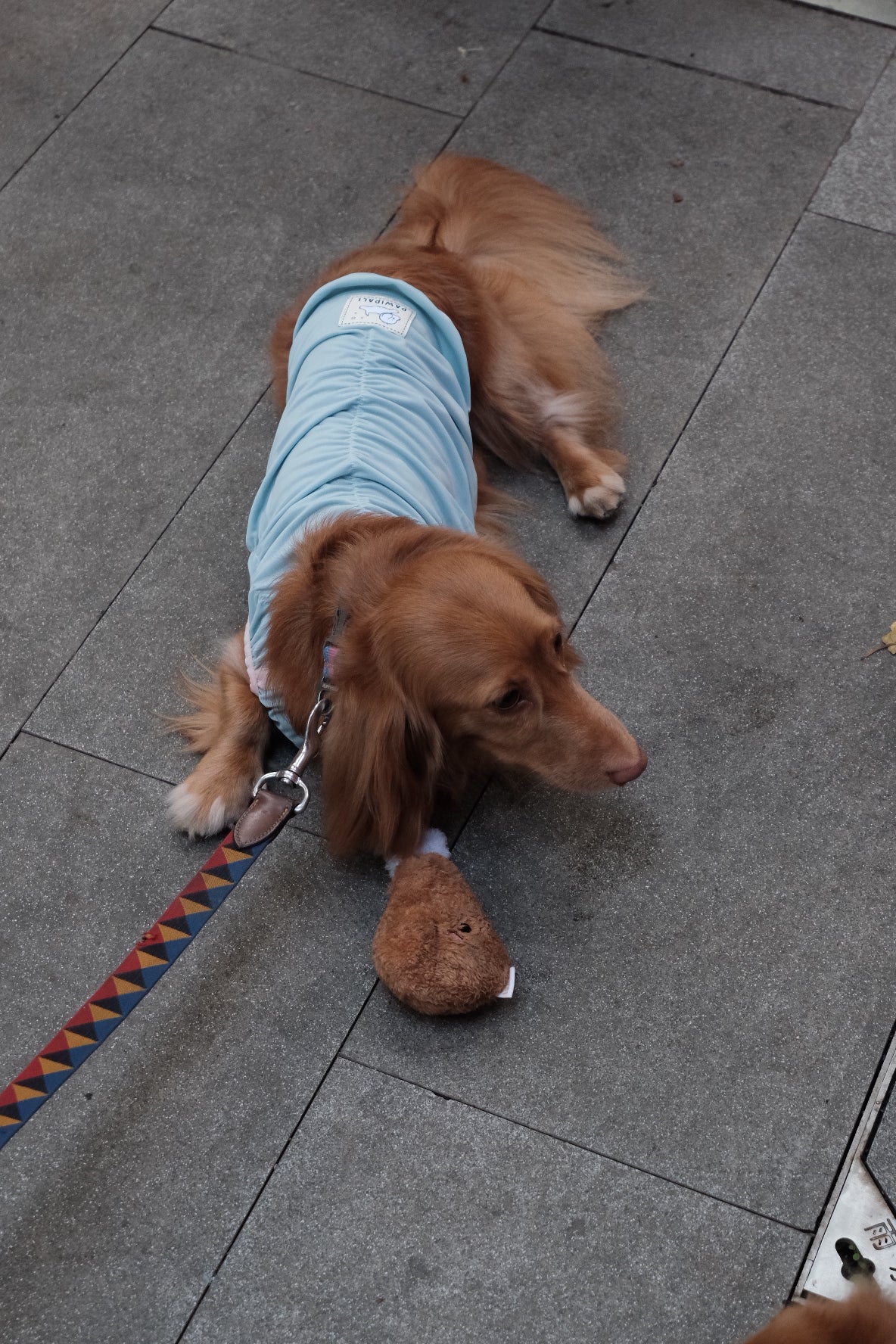 Fashionable Cooling Shirt for Dog