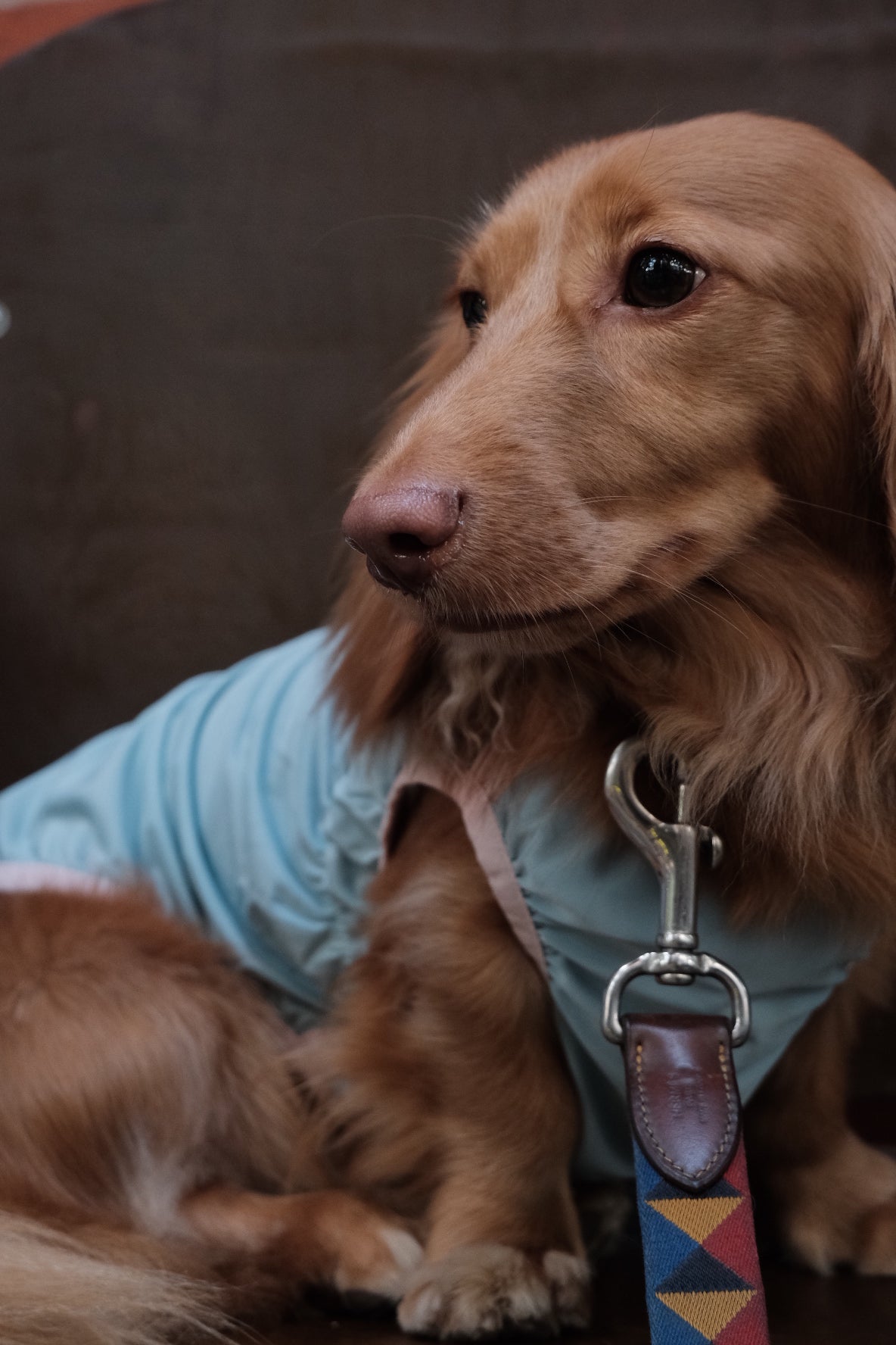 Fashionable Cooling Shirt for Dog