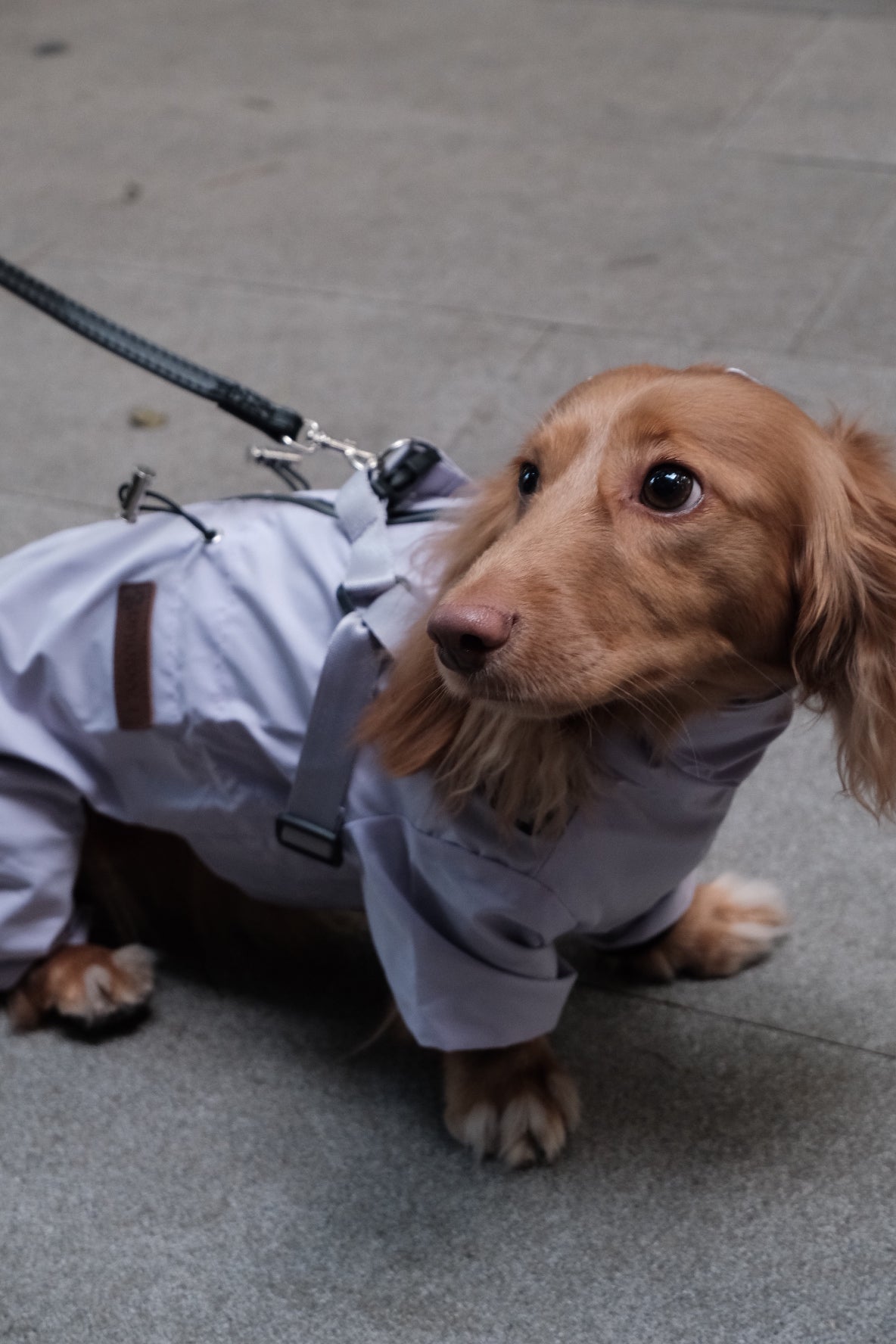 Dog Waterproof Jacket