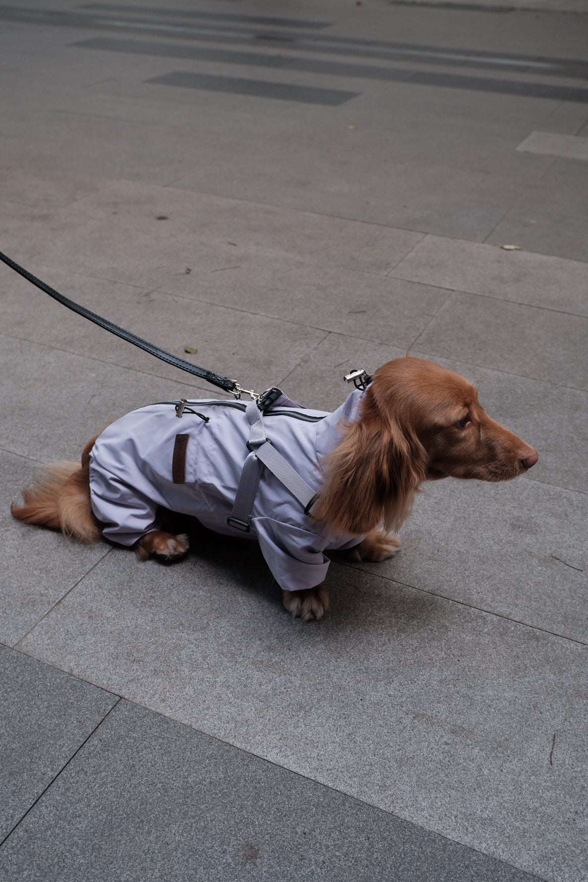 Dog Waterproof Jacket