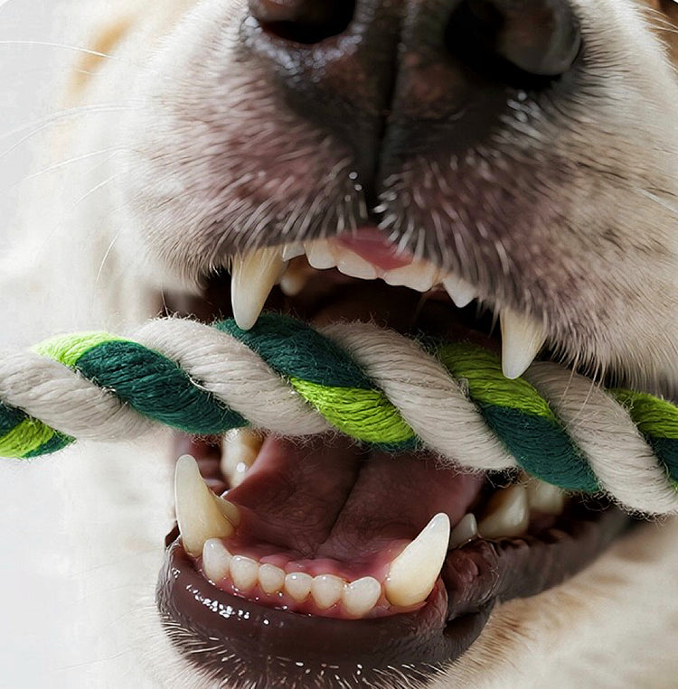 Dinosaur Dog play toy rope