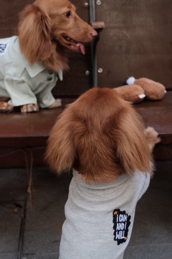 Why Does My Dog Bring Me Toys? Understanding Your Puppy’s Playful Behaviour