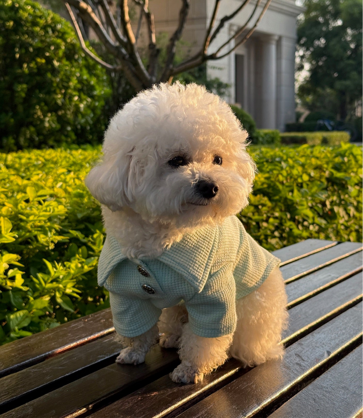 Breathable Dog T-shirt - PAWIPALI