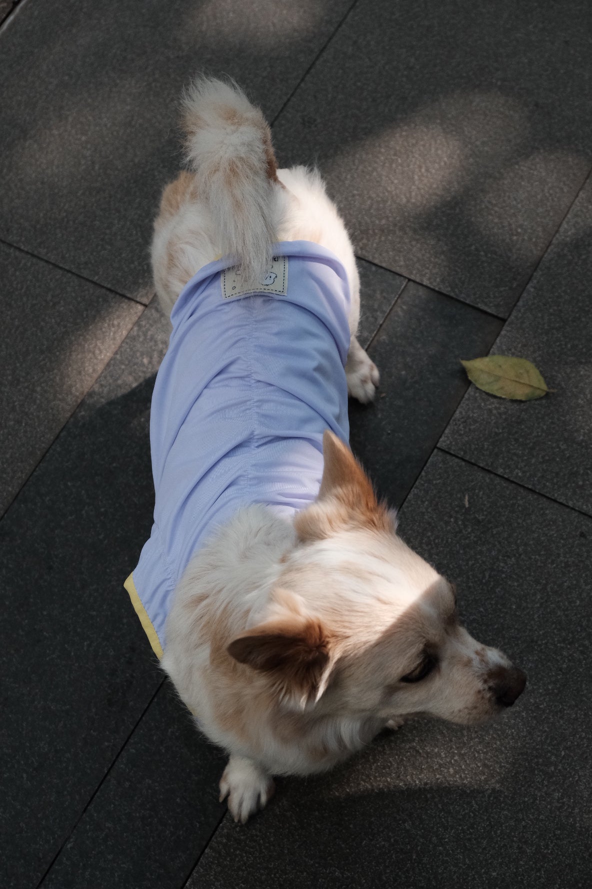 Fashionable Cooling Jacket for Dogs