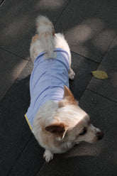 Fashionable Cooling Jacket for Dogs - PAWIPALI