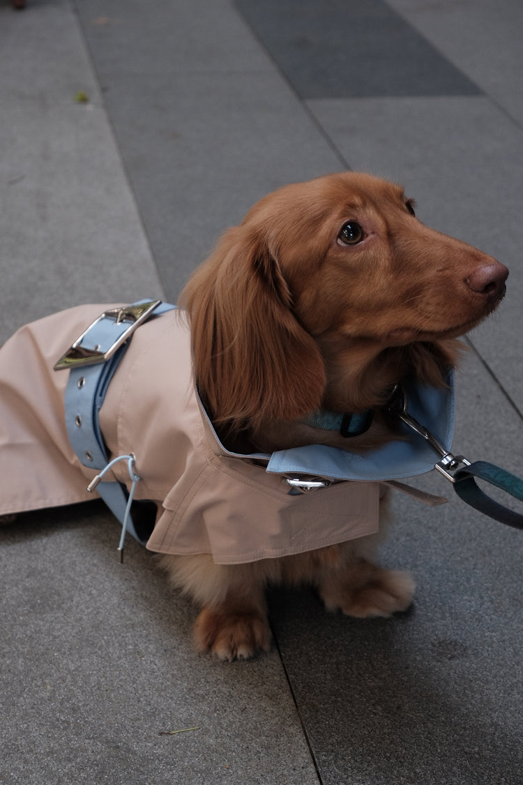Dog Spring Jacket - PAWIPALI