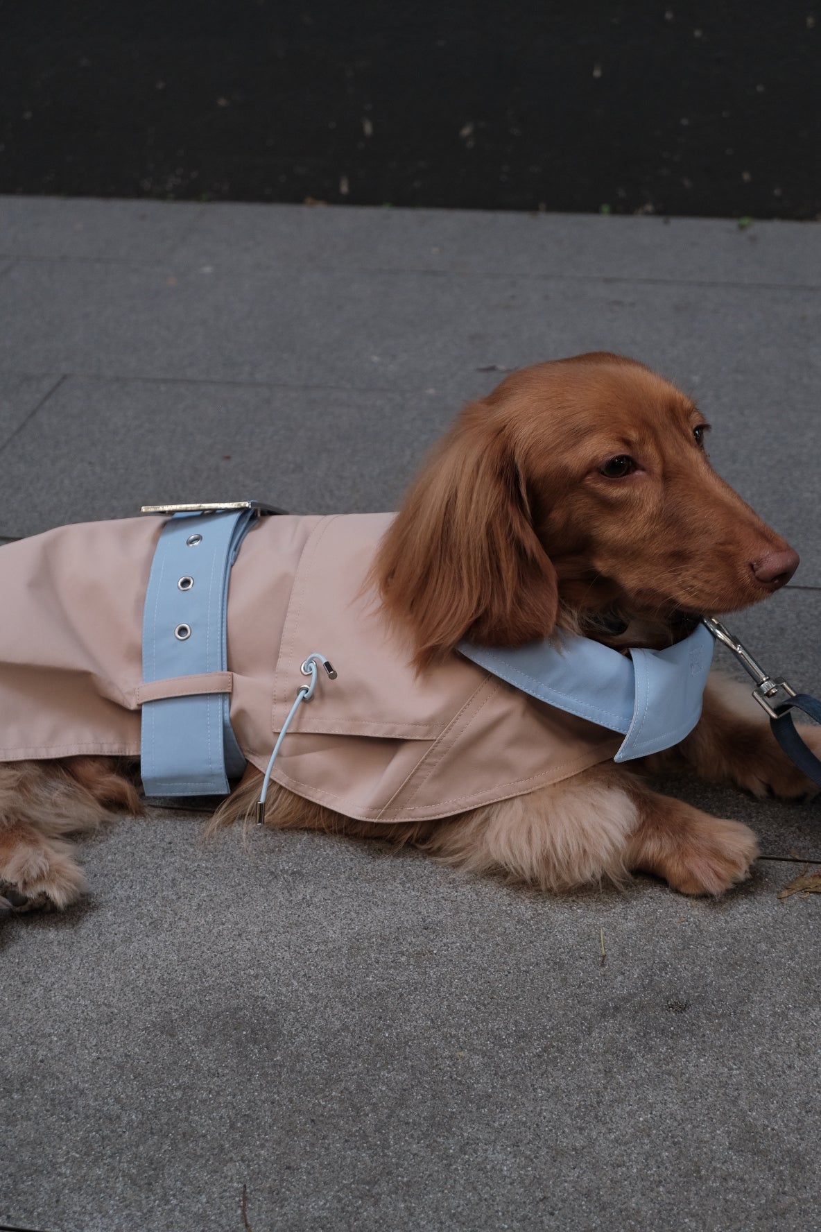 Dog Spring Jacket - PAWIPALI