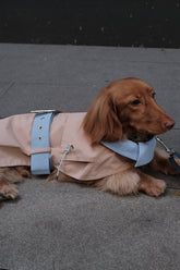 Dog Spring Jacket - PAWIPALI