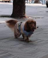 Dog Spring Jacket - PAWIPALI