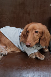 Breathable Dog Summer T-shirt - PAWIPALI
