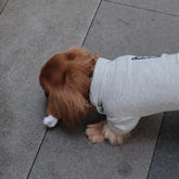 Stuffed Squeaky Dog Toy - PAWIPALI
