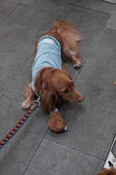Fashionable Cooling Shirt for Dog - PAWIPALI