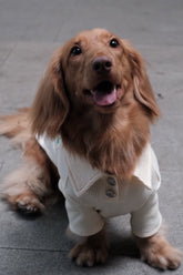 Breathable Dog T-shirt - PAWIPALI